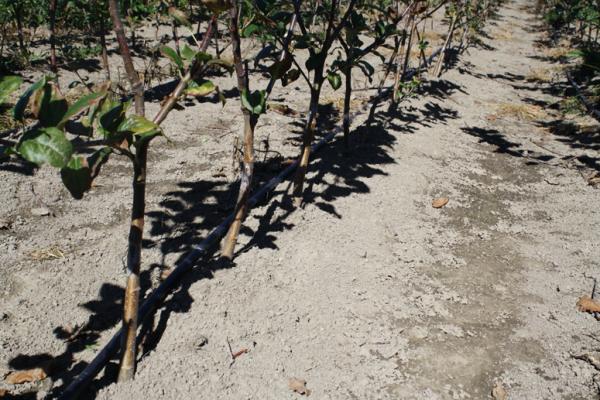 Budded trees in a row