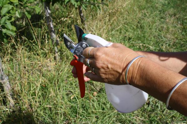 Cleaning secateurs