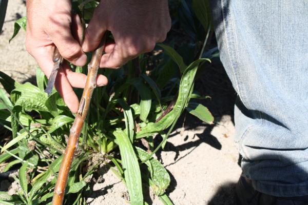 Rootstock bud inserted